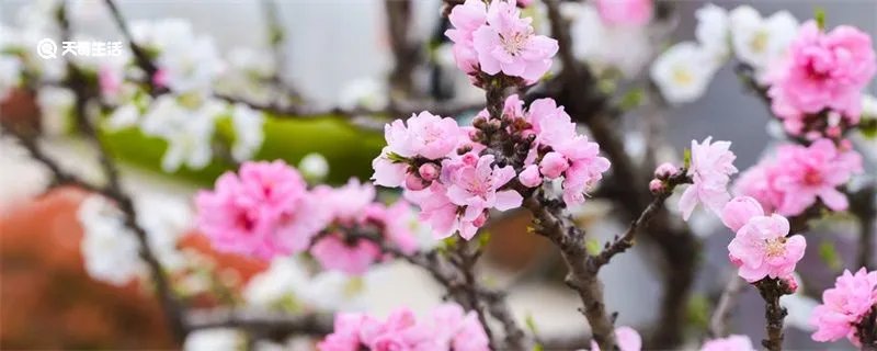 等闲识得东风面的下一句