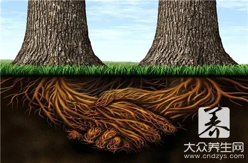  拉拉秧根的功效与作用