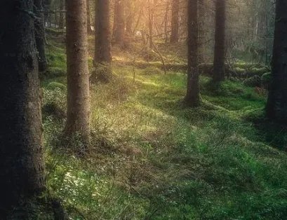 丹麦和芬兰啥关系