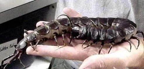 秘鲁巨人蜈蚣：盘点巨人蜈蚣图片（组图）