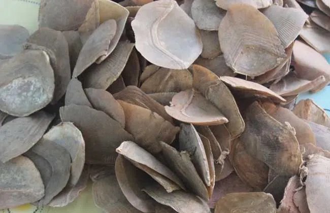 穿山甲的功效与作用 穿山甲有没有副作用