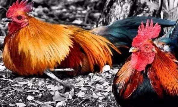 公鸡为什么会准时打鸣，有何依据？