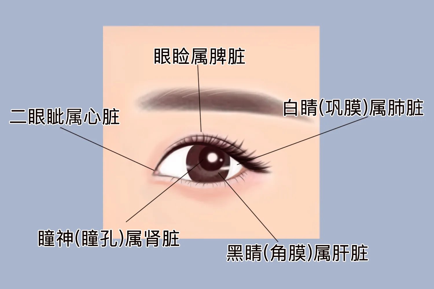 眼睛代表身体五脏哪个部位