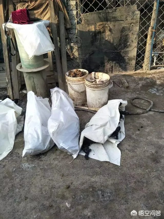 保定一老人卖房救助流浪狗，救助站不慎失火，为抢救狗狗烧伤半边脸，这个事你怎么看？