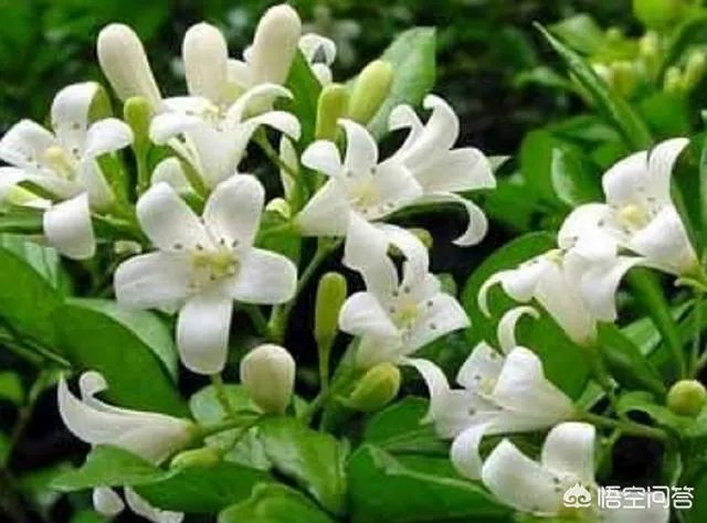 九里香怎么养？