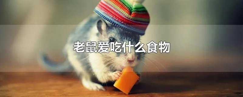 老鼠爱吃什么食物