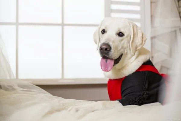 拉布拉多猎犬大家应该很熟悉这个犬种，拉布拉多怎么看纯不纯？