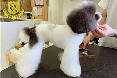 宠物美容学校排名情况哪家最好