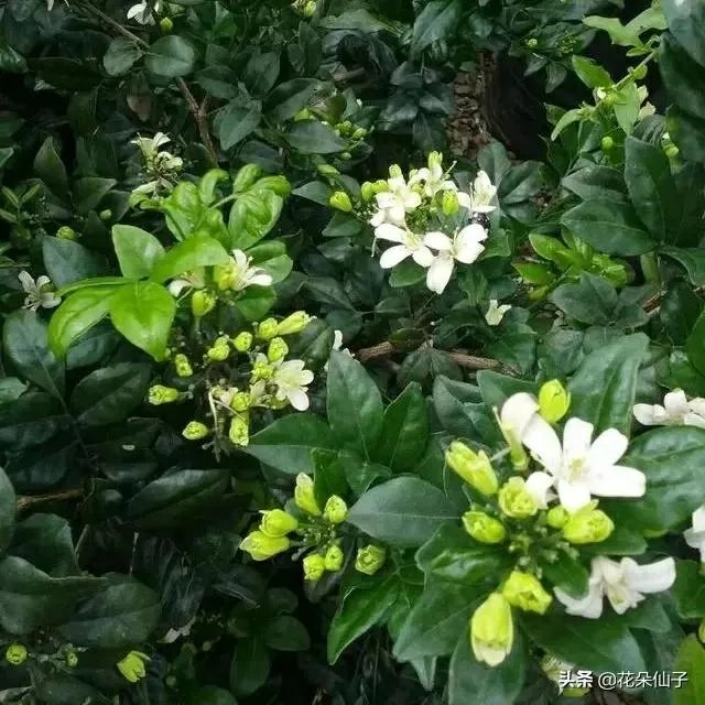 九里香怎么养？