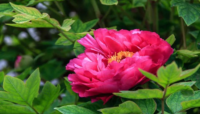 哪种植物称为痒痒树 哪一种植物称为痒痒树