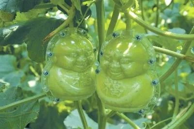 这种方形西瓜是怎么种出来的,好不好吃?