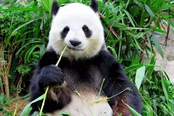 什么动物天天熬夜 脑筋急转弯