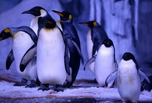 武汉海洋馆和海洋公园哪个好玩