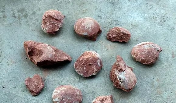 江西工地挖出6600万年前恐龙蛋化石是怎么回事 专家:白垩纪的