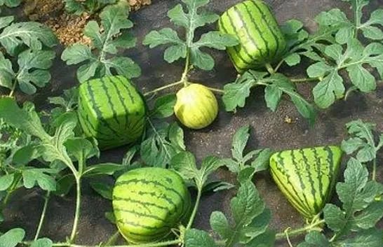 这种方形西瓜是怎么种出来的,好不好吃?