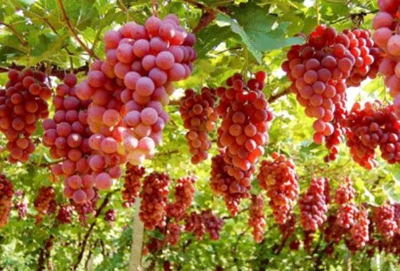 葡萄的作用