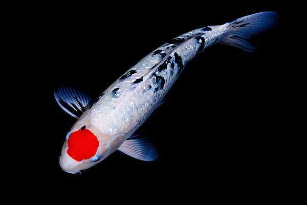 锦鲤鱼怎么养？