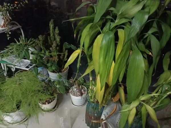 牧人是什么意思？