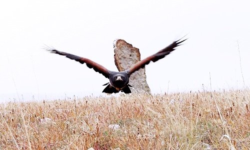 洪涛为什么会从湖南卫视离职,可能带来哪些影响?