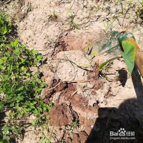 如何挖芋头的方法