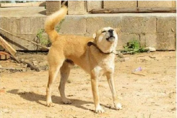 中国土狗的品种大全及图片