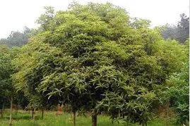 桂花树如何嫁接