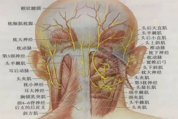 第三枕神经位置图片