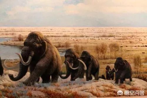 如果猛犸象复活计划成功了，人类会灭绝吗？你怎么看？