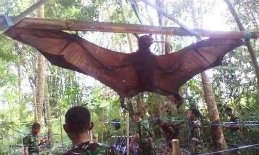 世界上最凶残的蝙蝠——猪脸大蝙蝠