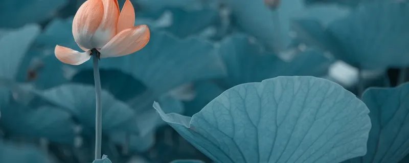 映日荷花别样红全古诗