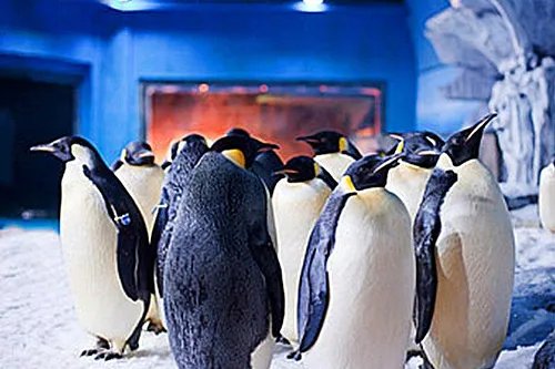 武汉海洋馆和海洋公园哪个好玩