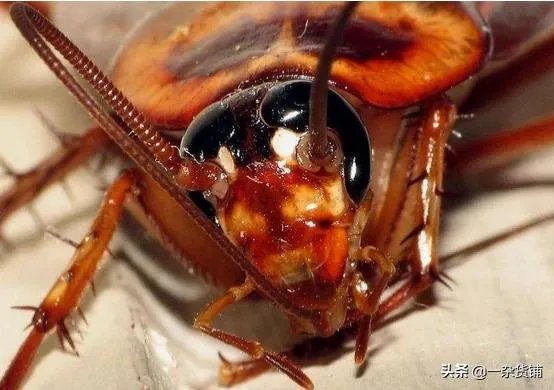 大家觉得蟑螂养殖这个项目怎样?