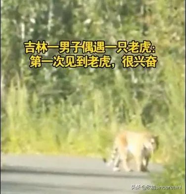 吉林男子偶遇300斤大老虎,老虎频繁现身,是生态变好还是变差?