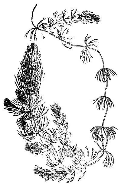 该如何种植金鱼藻？