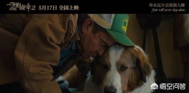 如何评价电影《一条狗的使命2》？