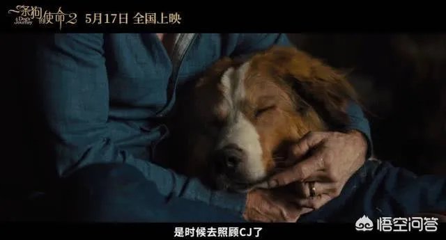 如何评价电影《一条狗的使命2》？