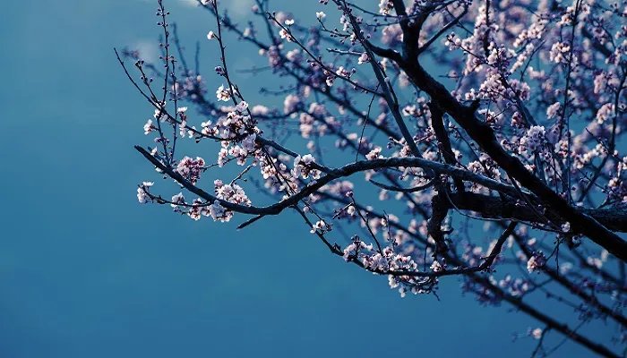 卜算子·咏梅的主旨