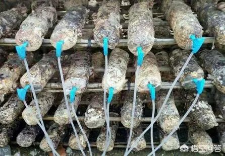 食用菌从种植到加工需要用到什么设备?