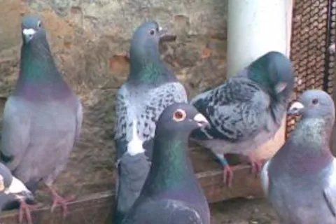 养殖什么赚钱？