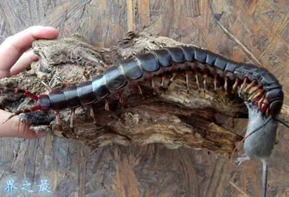 秘鲁巨人蜈蚣：盘点巨人蜈蚣图片（组图）