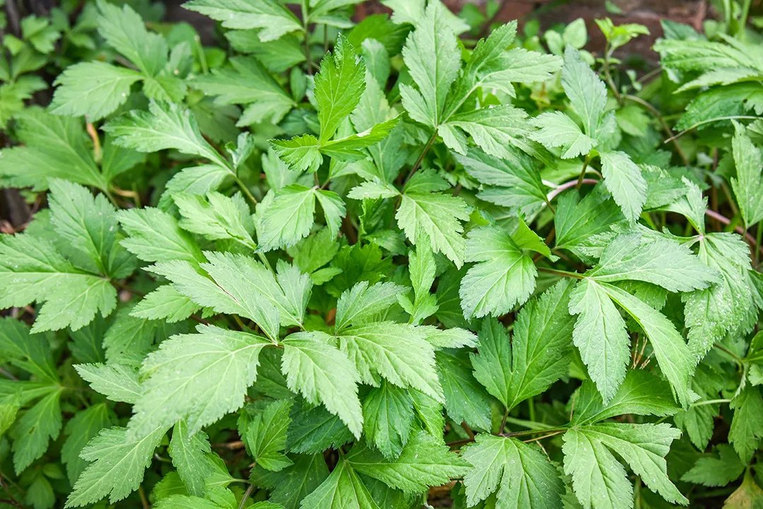 羊角菜的功效与作用