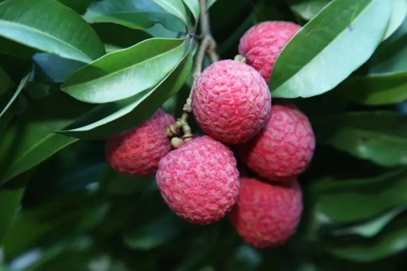 荔枝价格为什么那么低