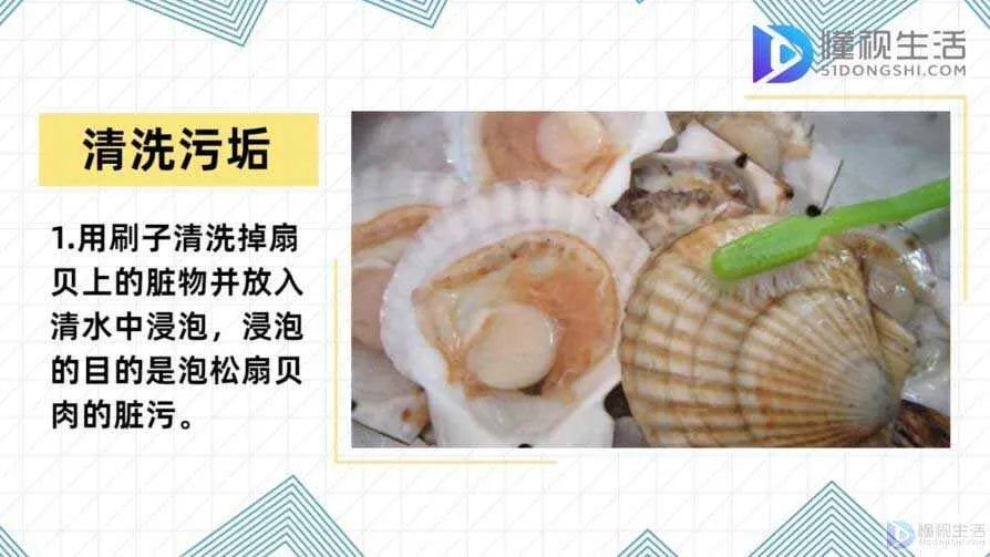 如何清洗扇贝