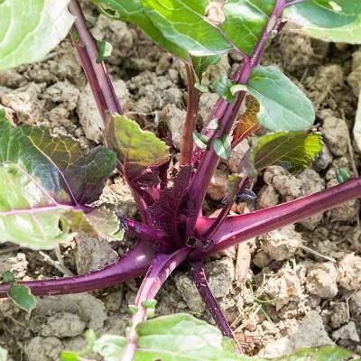 慢性盆腔炎吃什么药好的快