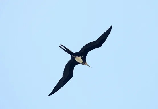 世界上飞得最快的鸟，飞行冠军“军舰鸟”(418公里/小时)