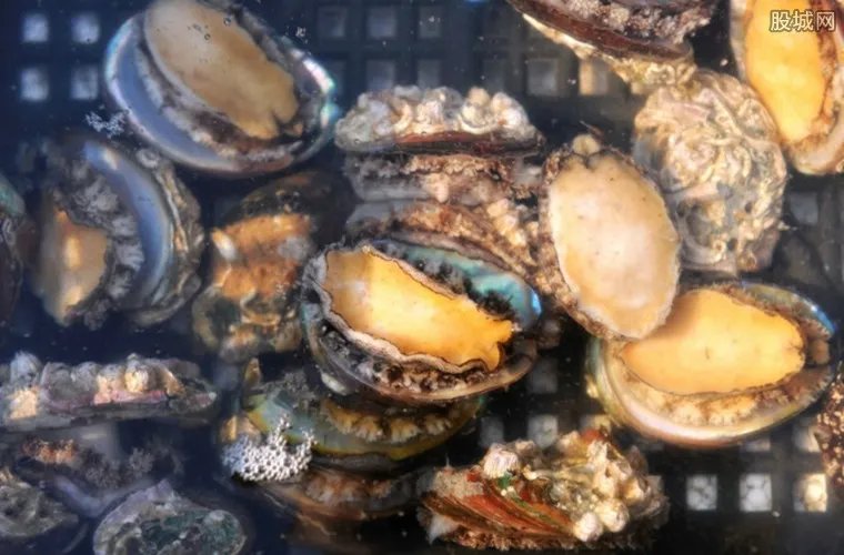 鲍鱼多少钱一斤 2018鲍鱼价格最新行情