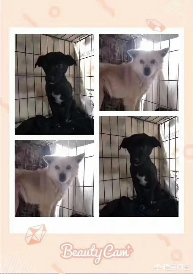 保定一老人卖房救助流浪狗，救助站不慎失火，为抢救狗狗烧伤半边脸，这个事你怎么看？