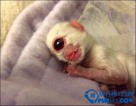 世界上最恐怖的动物排行榜