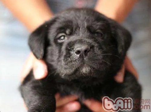 拉布拉多犬的价格是多少？