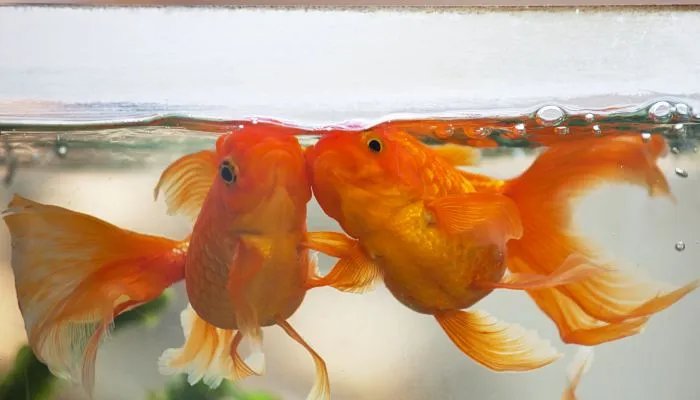 客厅鱼缸摆放位置图 客厅怎样摆放鱼缸聚财